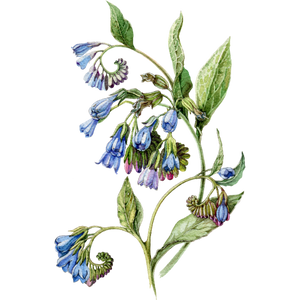 Nourish & Restore Yoni Balm.ingredients.Comfrey