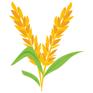 Rice Bran Gaiae_Bloom_oil