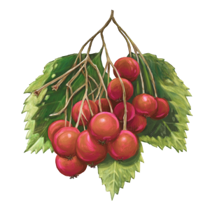 Gaiae_Bloom_oil kokum butter